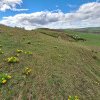 Zeci de mii de bujori galbeni de stepă au colorat deja dealurile la Sânpetru de Câmpie