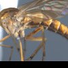 Cât de periculoasă este „musca cu toc” și ce spun cercetătorii despre noua specie de insecte