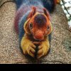Cea mai mare veveriță din lume. Are culori incredibile, de parcă ar fi personaj de desene animate - FOTO GALERIE