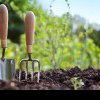 Cele 5 greșeli pe care le fac toți grădinarii începători. Cum repari ce ai distrus?