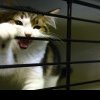 Cum își dezveți pisica să muște. Câteva sfaturi simple date de specialiști
