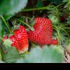 Cum recunoști căpșunile românești, naturale. Învață să identifici otrava de import