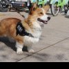 Fu Zai, primul câine polițist Corgi din China. Pufosul cu picioare scurte a furat inima internauților: imagini virale FOTO&VIDEO
