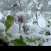 Locul din România unde a nins în mijlocul lui aprilie. Stratul gros de zăpadă a acoperit florile răsărite