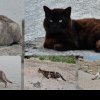 Mangalia a devenit stațiunea pisicilor. Zeci de feline se plimbă pe diguri - FOTO/VIDEO