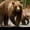 O ursoaică și puiul ei au băgat spaima în loclanicii din Baia de Fier! Animalele sălbatice, observate plimbânu-se nestingherite pe stradă