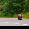 RO Alert în Cornu: a fost semnalată prezența unui urs pe stradă!