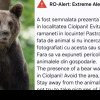 Urșii se apropie de București. Mesaj RoAlert pentru avertizarea populatiei din localitatile Ciolpani si Snagov
