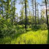 Vot istoric pentru Centura Verde București-Ilfov: acces liber în pădure pentru recreere și protejarea arborilor remarcabili