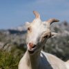 „Adoptă o capră”. Soluția găsită de o insulă italiană invadată de capre sălbatice