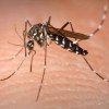 Argentina, în pragul celei mai grave epidemii de febră dengue, se luptă cu penuria de insecticide