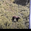 Avertizare RO-Alert în Ilfov, după ce un urs a fost văzut în pădurea Scroviștea, la 30 de kilometri de Bucureşti
