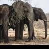 Botswana vrea să trimită 20.000 de elefanți în Germania: „Să se plimbe liber și să ne arate cum trăiesc cu ei fără să-i vâneze”