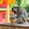 Într-un oraș din Thailanda, poliția a înființat un departament special care să se ocupe de maimuțele tot mai agresive