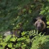 Japonia apelează la Inteligența Artificială pentru a-și controla urșii, după ce numărul atacurilor a ajuns la un nivel fără precedent