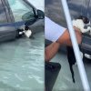 Momentul în care o pisică, agățată de portiera unei mașini în timpul inundațiilor din Dubai, este salvată de un polițist