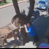Momentul în care un cal înhămat la o trăsură mușcă un deputat local care mergea pe trotuar, în Brazilia | VIDEO