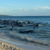 Operațiune amplă de salvare a peste 100 de balene pilot eșuate pe o plajă din Australia