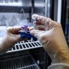 Primele vaccinuri ARN mesager împotriva cancerului sunt testate la Londra: „Este o formă de terapie personalizată”