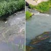 Sute de pești, găsiți din nou morți pe pârâul Peța din Oradea din cauza poluării masive