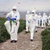 Transmiterea gripei aviare la oameni este „o îngrijorare enormă”, avertizează OMS. Tulpina H5N1 are o rată de mortalitate „extraordinar de mare”