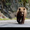 Turistă străină, mușcată de urs la barajul de la Vidraru, în județul Argeș. În ce stare este femeia de 72 de ani