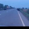 Un șofer a filmat doi urși care traversau DN 15, în judeţul Mureş. VIDEO