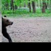 Un urs a fost văzut din nou lângă București. A fost emis un mesaj Ro-Alert