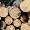 Mai puține furturi de lemne în pădurile Sălajului