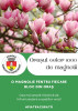 Piatra-Neamț, orașul celor 1000 de magnolii