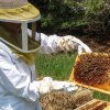 21 de apicultori, trimiși în judecată de DNA pentru fraudă cu fonduri europene