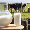 Urme ale virusului H5N1 detectate în laptele pasteurizat