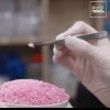 VIDEO O echipă de cercetători a dezvoltat orez roz, care are integrate celule animale