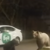 VIDEO Trei urși, azi-noapte, într-un cartier din Brașov