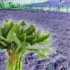 Ce să cultivi după ce ai cules spanacul pentru a obține o recoltă mult mai bogată la anul