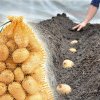 Ce să faci cu cartofii înainte de a-i pune în pământ. Aşa vor ieşi zeci de tuberculi dintr-un singur cuib