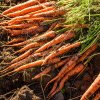 Ce să plantezi lângă morcovi. Aroma legumelor va fi mai dulce, spun specialiștii