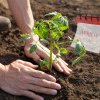 Cum să plantezi răsadurile de roșii în luna aprilie. Trucul care va spori cultura de legume
