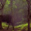 Iluzia optică din pădure. Găsești căprioara din imagine în 17 secunde? Ai vedere de șoim dacă reușești