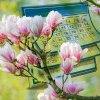 La cât timp înflorește magnolia după plantare. Sfaturi și trucuri de la grădinarii profesioniști