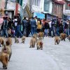 Orașul care a fost atacat de mii de maimuțe. Au furat mâncare din magazine și au distrus proprietăți