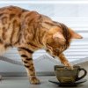 Pisicile se tem sau nu de apă? Un expert a dat răspunsul clar