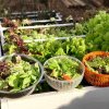 Secretul recoltelor bogate de salată verde. Cu ce să o uzi, doar așa va crește mare și frumoasă