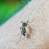Franța: Un val de febra dengue, cu puțin înainte JO