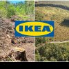”IKEA- vânătorul de arbori”. Un nou raport devastator privind tăierile ilegale de păduri din România ale gigantului suedez de mobilă