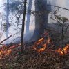 Incendiu puternic în Mureș. O pădure a fost cuprinsă de flăcări