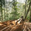 Lupta împotriva tăierilor ilegale de păduri: Petiția pentru reintroducerea confiscării camioanelor