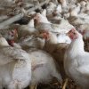 OMS îndeamnă la vigilență sporită față de gripa aviară