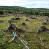 Pădurile României, distruse de 7 producători IKEA! Greenpeace trage un semnal de alarmă
