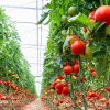 Precizări MADR pentru producătorii de tomate: Dosarele pentru ajutorul de stat nu trebuie să fie înscrise în SIMM